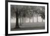 Trees In Early Autumn-Nicholas Bell-Framed Photographic Print