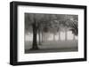 Trees In Early Autumn-Nicholas Bell-Framed Photographic Print