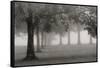Trees In Early Autumn-Nicholas Bell-Framed Stretched Canvas
