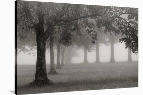 Trees In Early Autumn-Nicholas Bell-Stretched Canvas