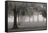 Trees In Early Autumn-Nicholas Bell-Framed Stretched Canvas