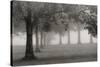 Trees In Early Autumn-Nicholas Bell-Stretched Canvas