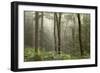 Trees in English Woodland-David Baker-Framed Photographic Print