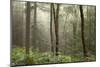 Trees in English Woodland-David Baker-Mounted Photographic Print