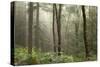 Trees in English Woodland-David Baker-Stretched Canvas