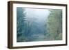 Trees in English Woodland-David Baker-Framed Photographic Print