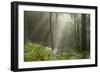 Trees in English Woodland-David Baker-Framed Photographic Print