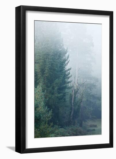 Trees in English Woodland-David Baker-Framed Photographic Print