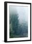 Trees in English Woodland-David Baker-Framed Photographic Print