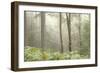 Trees in English Woodland-David Baker-Framed Photographic Print