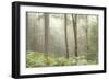 Trees in English Woodland-David Baker-Framed Photographic Print