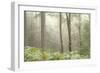 Trees in English Woodland-David Baker-Framed Photographic Print