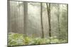 Trees in English Woodland-David Baker-Mounted Photographic Print