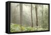 Trees in English Woodland-David Baker-Framed Stretched Canvas