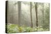 Trees in English Woodland-David Baker-Stretched Canvas