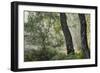 Trees in English Woodland-David Baker-Framed Photographic Print