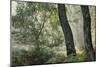 Trees in English Woodland-David Baker-Mounted Photographic Print