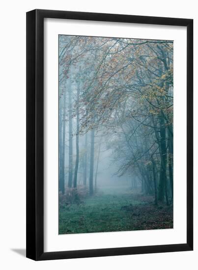 Trees in English Woodland-David Baker-Framed Photographic Print