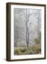 Trees in English Woodland-David Baker-Framed Photographic Print