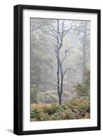 Trees in English Woodland-David Baker-Framed Photographic Print