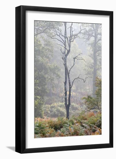 Trees in English Woodland-David Baker-Framed Photographic Print