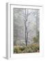 Trees in English Woodland-David Baker-Framed Photographic Print