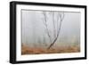 Trees in English Woodland-David Baker-Framed Photographic Print