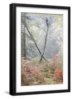 Trees in English Woodland-David Baker-Framed Photographic Print