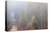 Trees in English Woodland-David Baker-Stretched Canvas