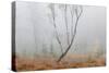 Trees in English Woodland-David Baker-Stretched Canvas
