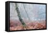 Trees in English Woodland-David Baker-Framed Stretched Canvas