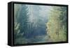 Trees in English Woodland-David Baker-Framed Stretched Canvas