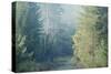 Trees in English Woodland-David Baker-Stretched Canvas