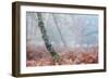 Trees in English Woodland-David Baker-Framed Photographic Print