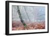 Trees in English Woodland-David Baker-Framed Photographic Print