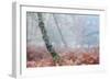 Trees in English Woodland-David Baker-Framed Photographic Print