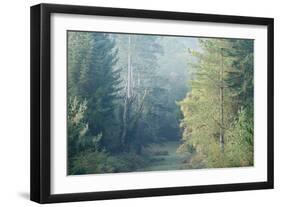 Trees in English Woodland-David Baker-Framed Photographic Print