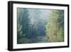 Trees in English Woodland-David Baker-Framed Photographic Print