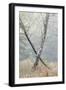 Trees in English Woodland-David Baker-Framed Photographic Print