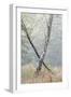 Trees in English Woodland-David Baker-Framed Photographic Print