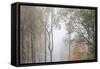 Trees in English Woodland-David Baker-Framed Stretched Canvas