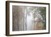 Trees in English Woodland-David Baker-Framed Photographic Print