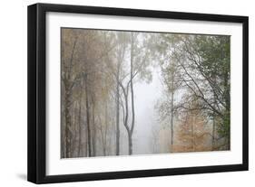 Trees in English Woodland-David Baker-Framed Photographic Print