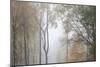 Trees in English Woodland-David Baker-Mounted Photographic Print