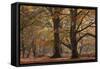 Trees in English Woodland-David Baker-Framed Stretched Canvas