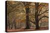 Trees in English Woodland-David Baker-Stretched Canvas