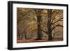 Trees in English Woodland-David Baker-Framed Photographic Print