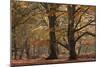 Trees in English Woodland-David Baker-Mounted Photographic Print