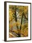 Trees in English Woodland-David Baker-Framed Photographic Print