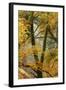 Trees in English Woodland-David Baker-Framed Photographic Print